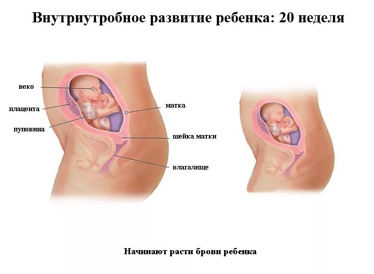 20 акушерская неделя. Положение ребенка на 29 неделе беременности. Расположение плода на 20 неделе. Расположение плода на 27 неделе беременности. Положение малыша в животе на 29 неделе беременности.