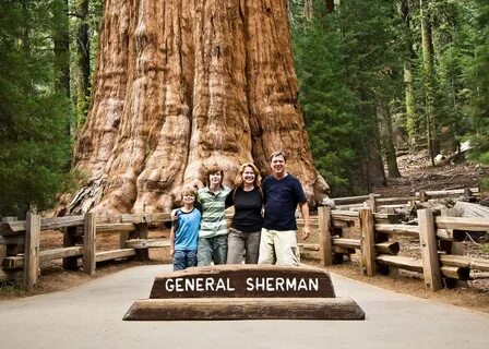 Hard times at sequoia state park