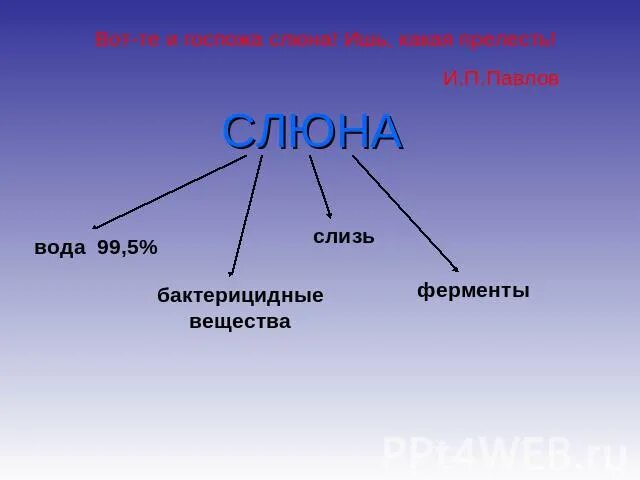 Бактерицидное свойство слюны