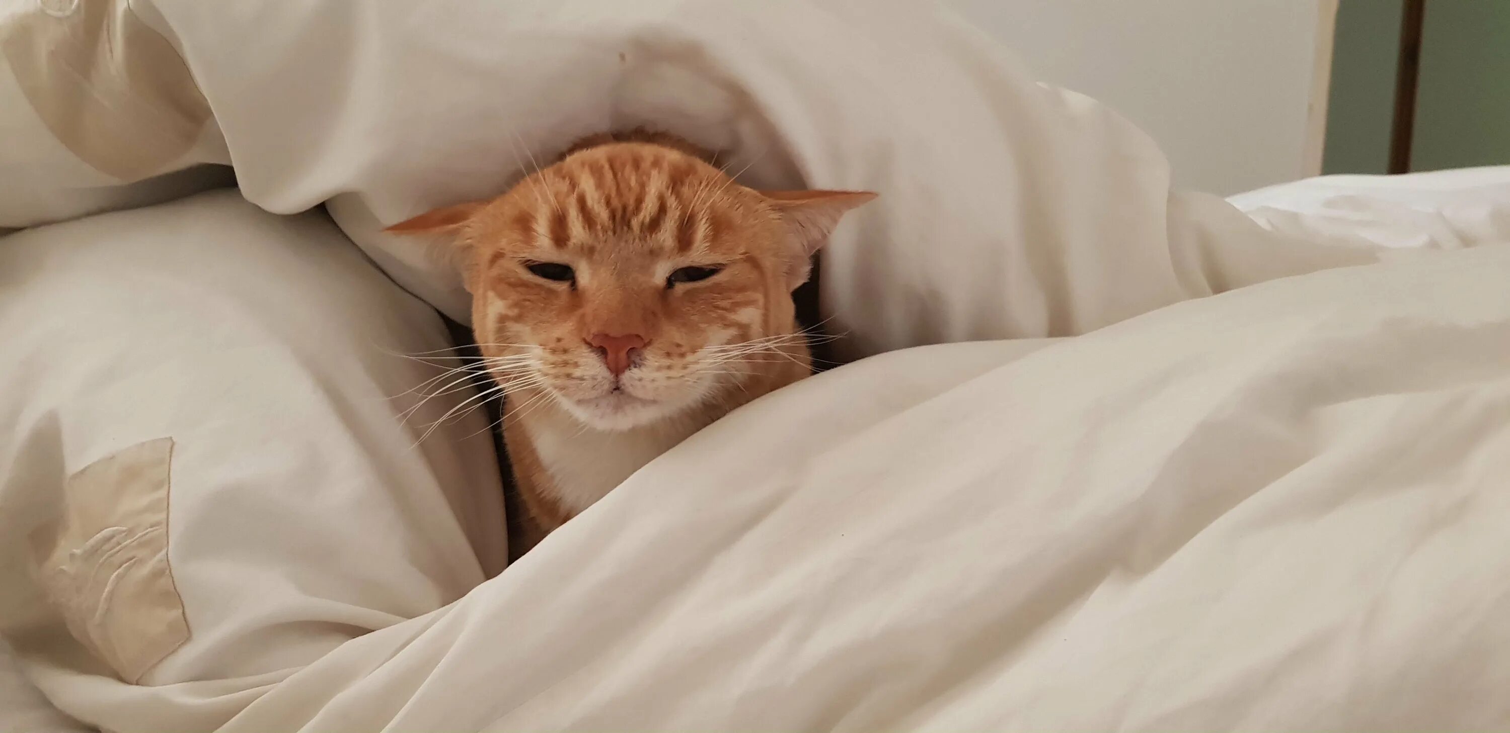 Котик вставай