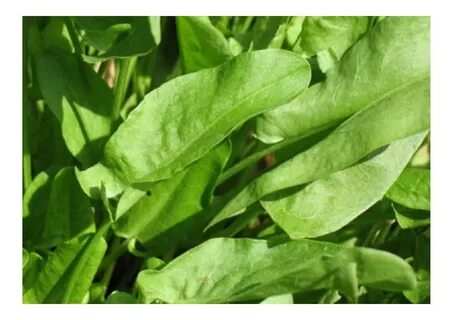 Чем отличается персик от щавеля