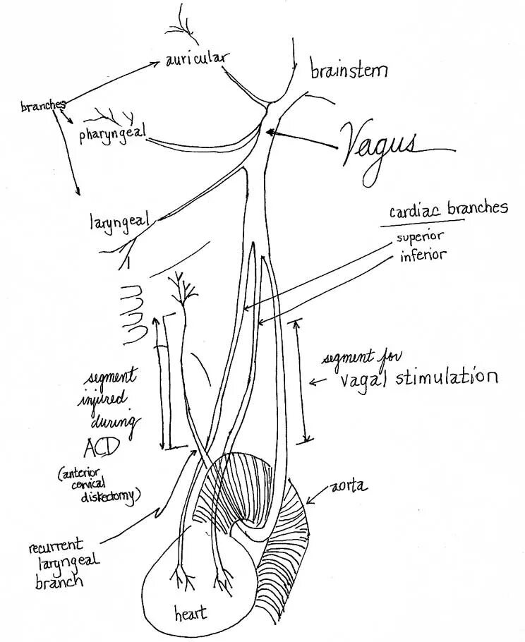 Блуждающий нерв nervus Vagus. Схема блуждающего нерва. Вагус нерв анатомия схема. Блуждающий нерв схема. Иннервация блуждающего нерва