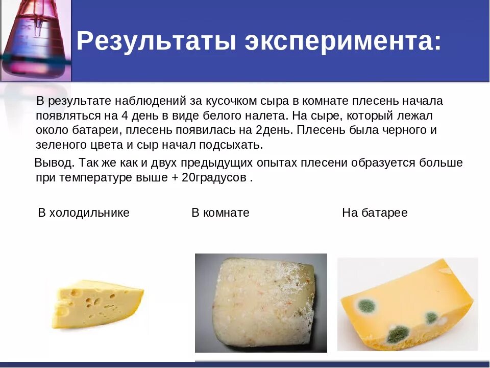 Почему сыр не получился. Опыты с плесенью на сыре. Полезная плесень на сыре. Твердый сыр с плесенью. Сыр с плесенью микроорганизмы.