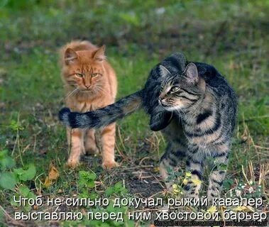 Любить гонять