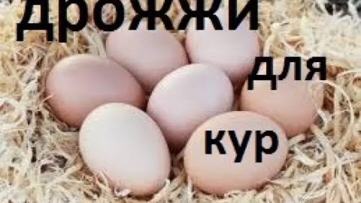Как давать дрожжи курам несушкам для яйценоскости. Дрожжи для кур несушек для яйценоскости. дрожжи для кур несушек для яйценоскости как. дрожжевание кормов для кур несушек в домашних условиях. дрожжи для кур несушек для яйценоскости как давать.