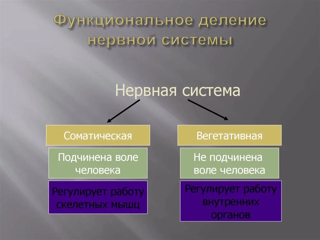 Нервная система. Функциональное деление нервной системы. Функциональное строение нервной системы. Вегетативная нервная система делится на. Нервная система делится на центральную и