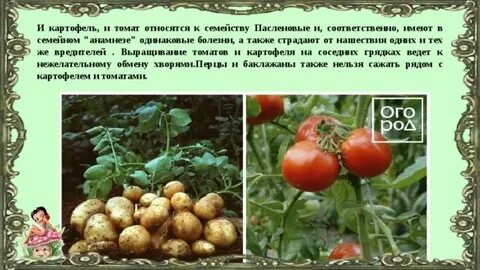 При выращивании картофеля томатов и других растений