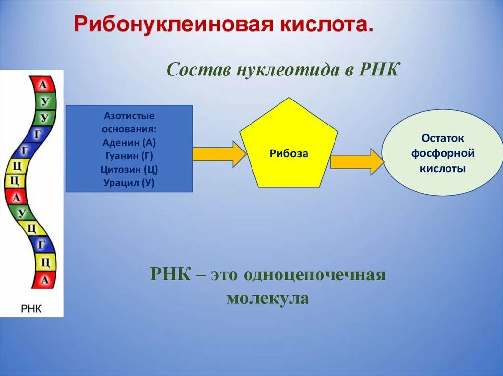 Рибонуклеиновая кислота. РНК рибонуклеиновая кислота. Одноцепочечная РНК. Рибонуклеиновая кислота презентация.