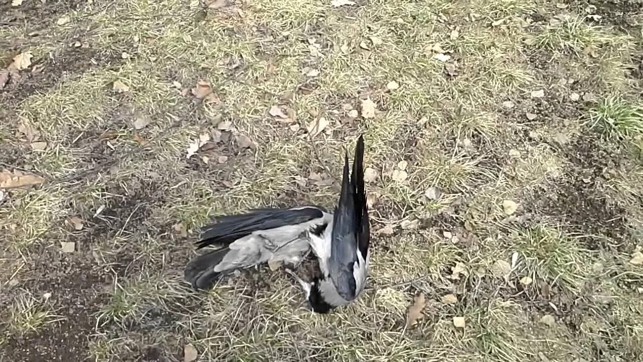Гнездо грача. Грачонок птенец. Ворона напала на голубя. Ворона заклевала голубя. Слеток грача.