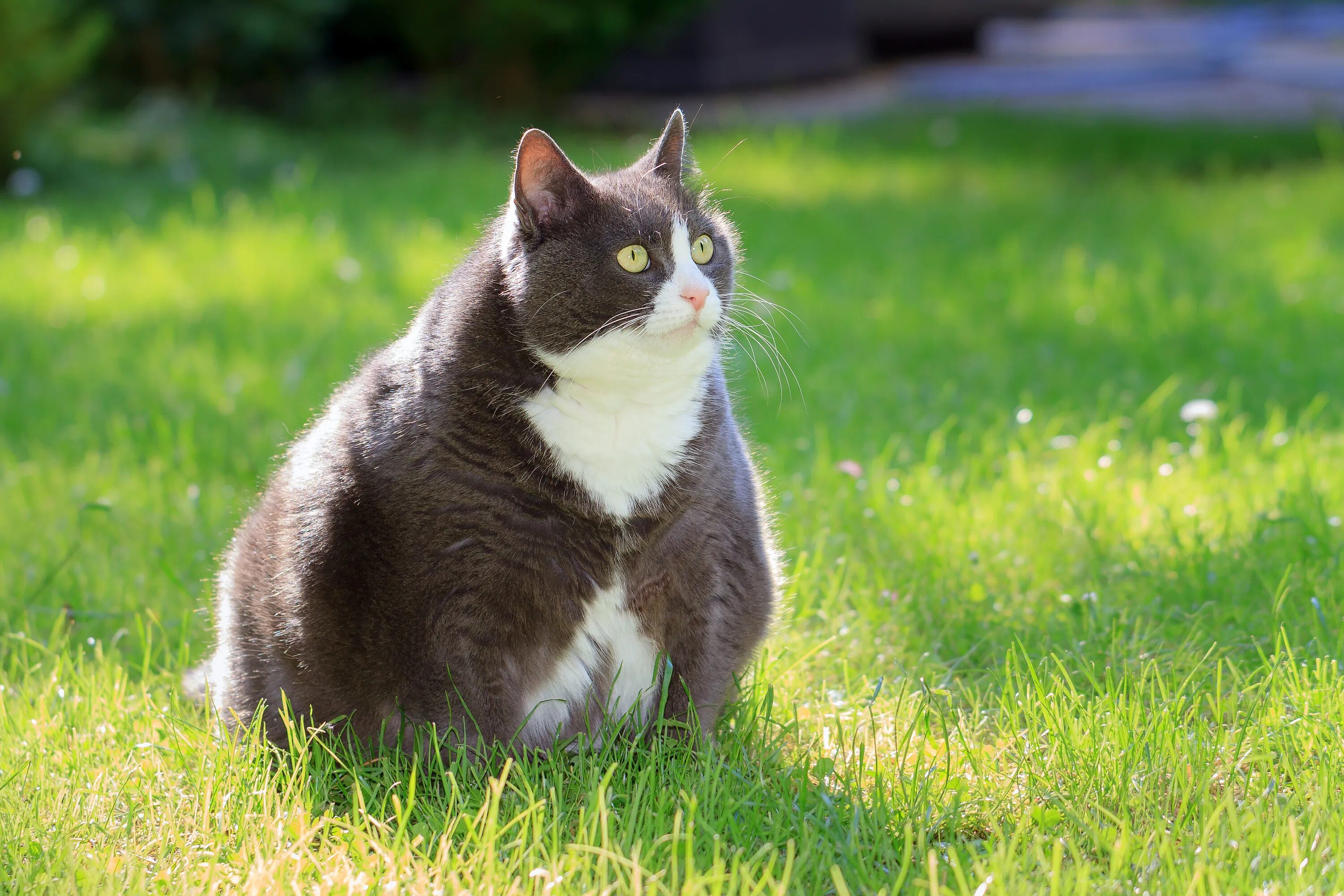 Красивые киски толстых. Фэт Кэт. Толстый кот. Жирный котик. Толстая кошка.