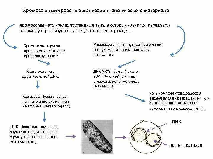 Какие уровни организации наследственного материала у эукариот. Какие уровни организации наследственного материала у эукариот
