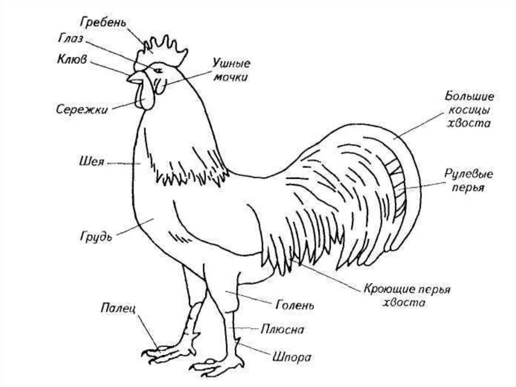 Как определить где курочка где петушок. Внешнее строение курицы. Анатомия строения курицы. Отряд куриные строение. Внешнее строение курицы в картинках.