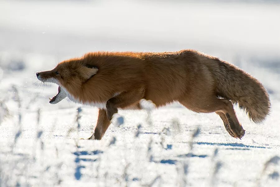 Лисица гонится за косулей скорость лисицы 11. Лиса Чукотки. Лиса бежит. Лиса убегает. Лисенок бежит.
