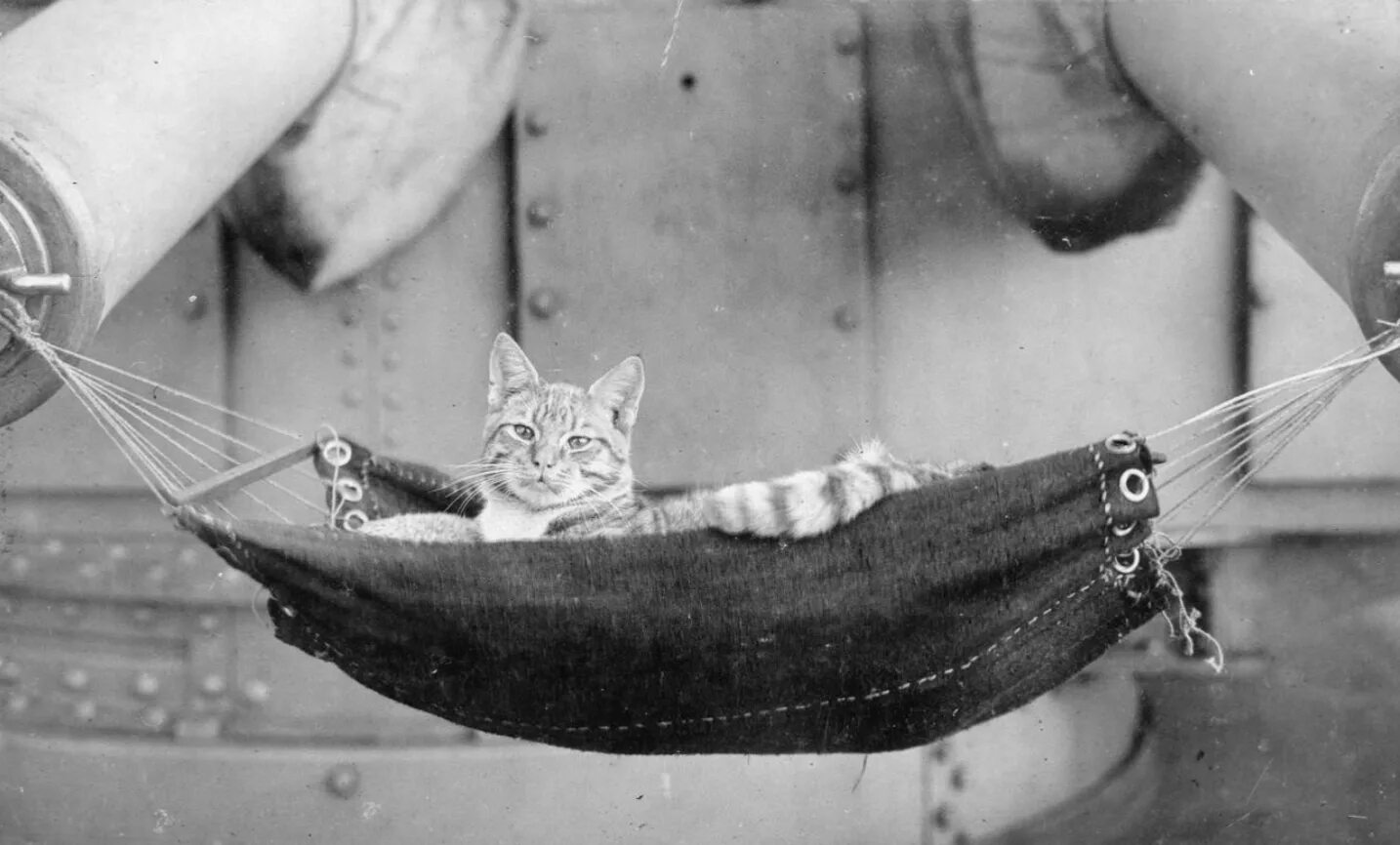 Корабельный кот. Кот на корабле. Корабельные кошки. Кот в лодке. Британские кошки на кораблях.