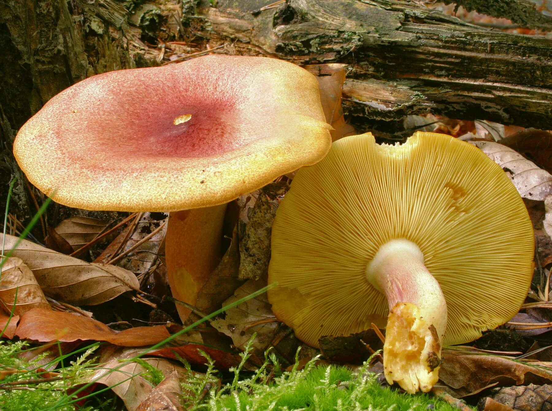 Семейство пластинчатые. Tricholomopsis rutilans. Гриб Трихоломопсис рутиланс. Сосновые опята. Рядовка желтая.