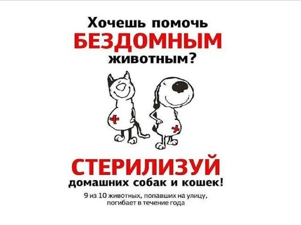 реклама ветеринарных услуг. стерилизуй кошку. отправили родную дочь на стерилизацию как называется. листовки о стерилизации животных. стерилизуй бездомных животных.