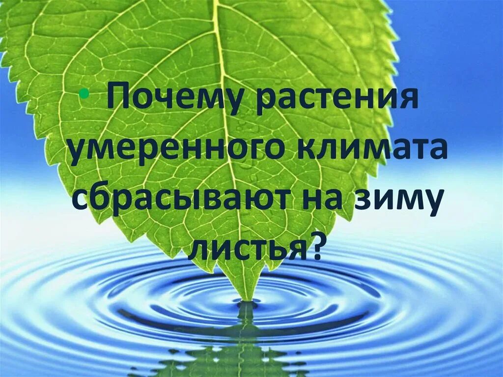 Почему растения сбрасывают листья. Почему растения умеренного климата сбрасывают на зиму листья. Умеренный пояс растения. Почему растения умеренного климата сбрасывают листья осенью. Зачем растения скидывают листья.