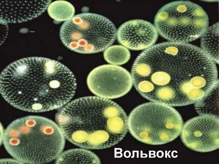 Жизнь колониальных организмов