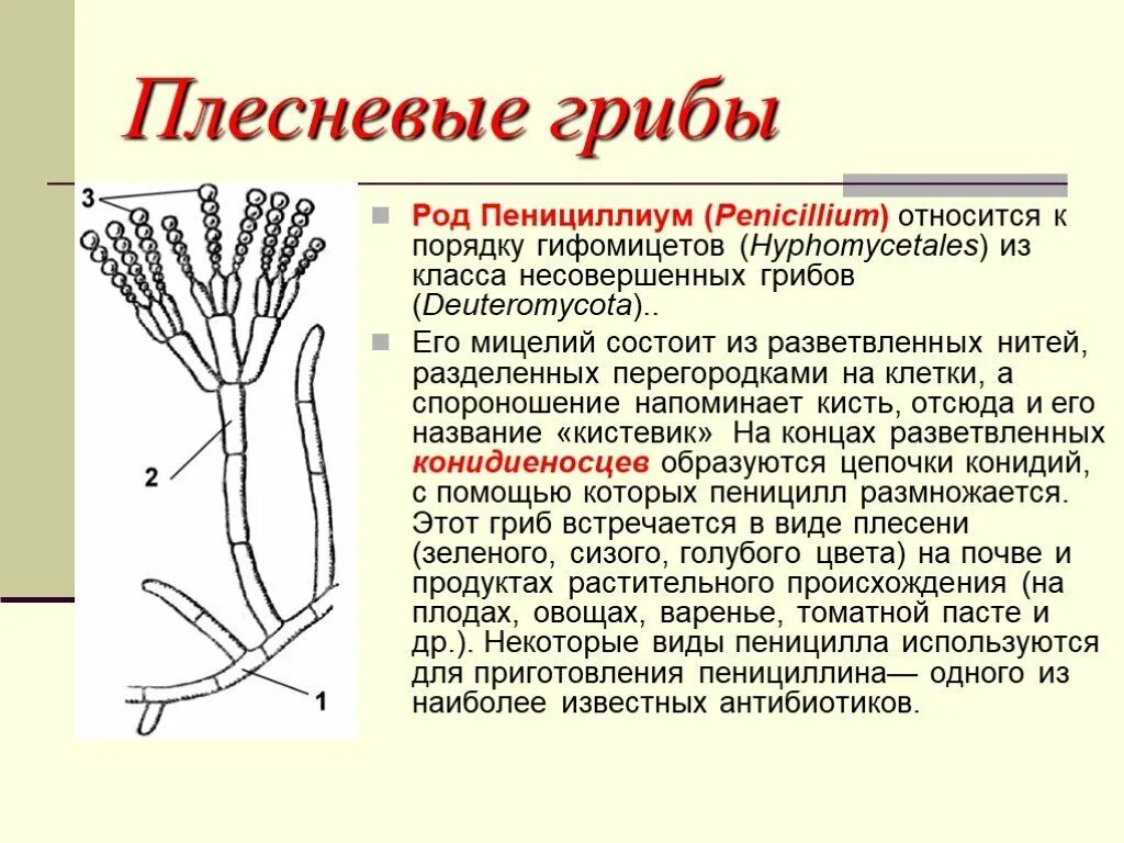 Пеницилл используют для получения. Плесневые грибы пенициллиум. пенициллиум строение. мицелий пеницилла. грибы рода penicillium.