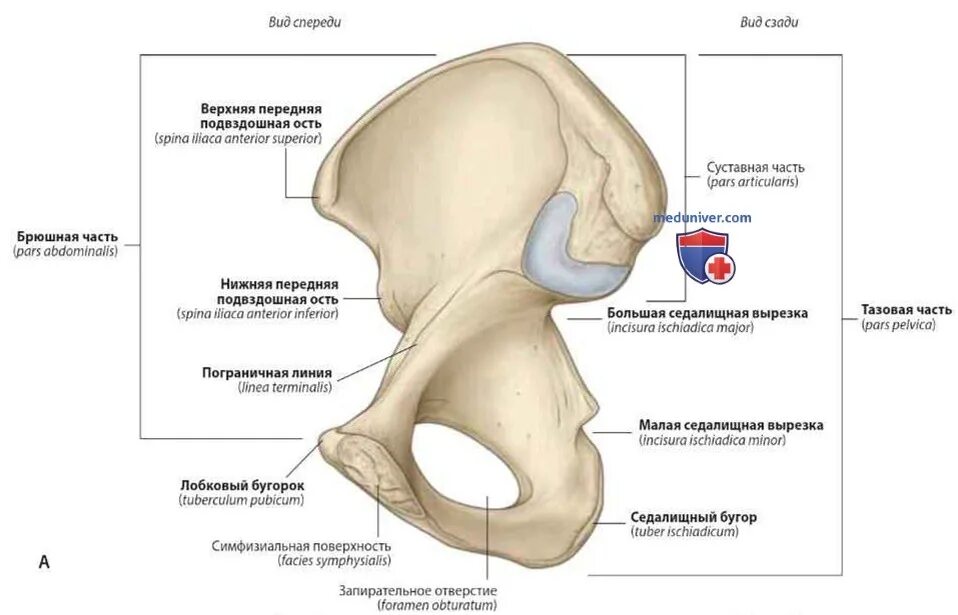 Подвздошная кость (os Ilium). Кости таза анатомия подвздошная кость. Дугообразная линия подвздошной кости анатомия. Тазовая кость гребень подвздошной кости.