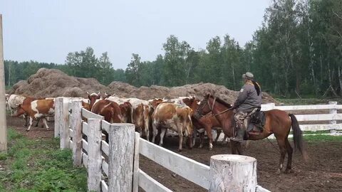 Они пасут коров