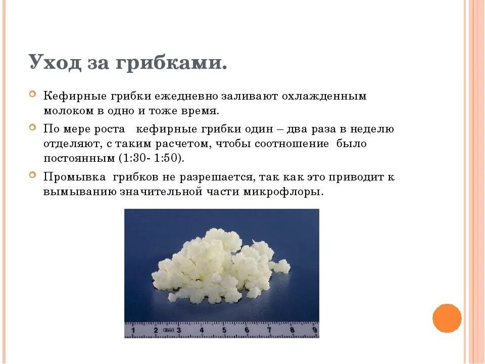 Гриб как правильно ухаживать. Кефирный (тибетский; молочный) гриб. Тибетский молочный гриб полезные свойства. Молочный гриб полезные. Характеристика молочного гриба.