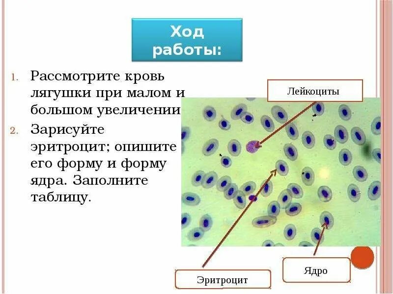 Какие эритроциты у лягушки. Препарат крови лягушки лейкоциты. мазок крови лягушки препарат. рассмотрите кровь лягушки при малом и большом. лейкоциты лягушки рисунок строение.