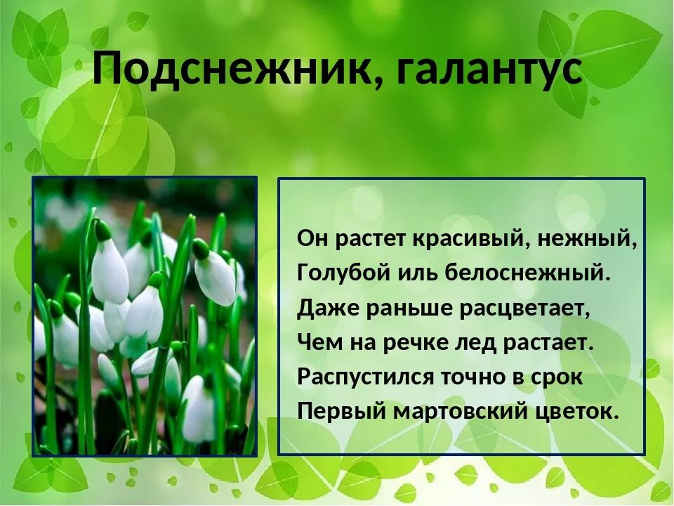 Стих про подснежник короткий. Раннецветущие растения Подснежник. Загадка про Подснежник. Загадки отподснежнике. Стихотворение Подснежник.