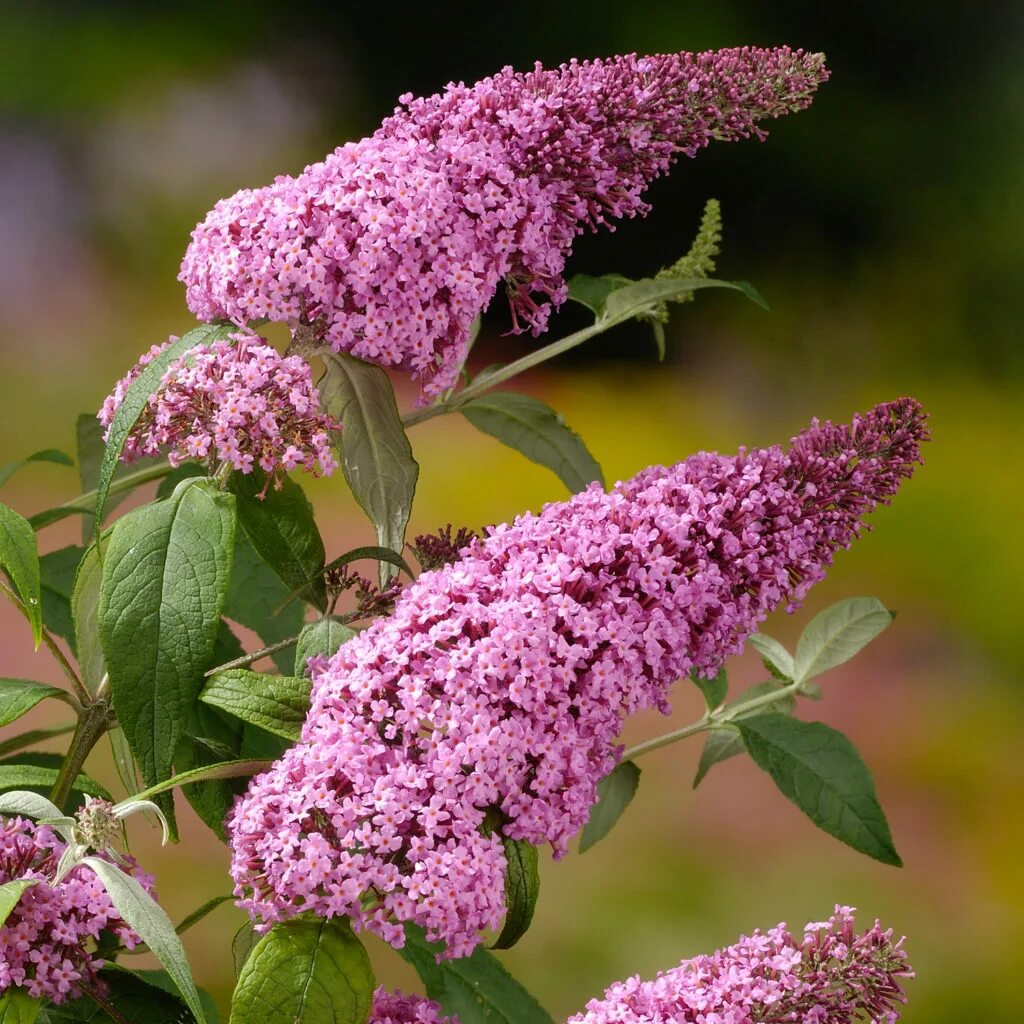 Буддлея Давида Pink Delight. Канадская сирень Буддлея. Буддлея Давида (Buddleja davidii Royal Red) p9. Буддлея Давида Pink Delight (Пинк Делайт).