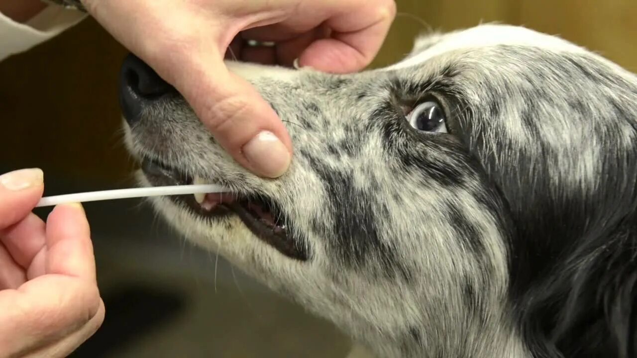 Генетические тесты для собак. ДНК тест собаки. Тестирование собак. Собачье ДНК. Можно собакам тесто