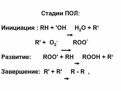 Стадии пол