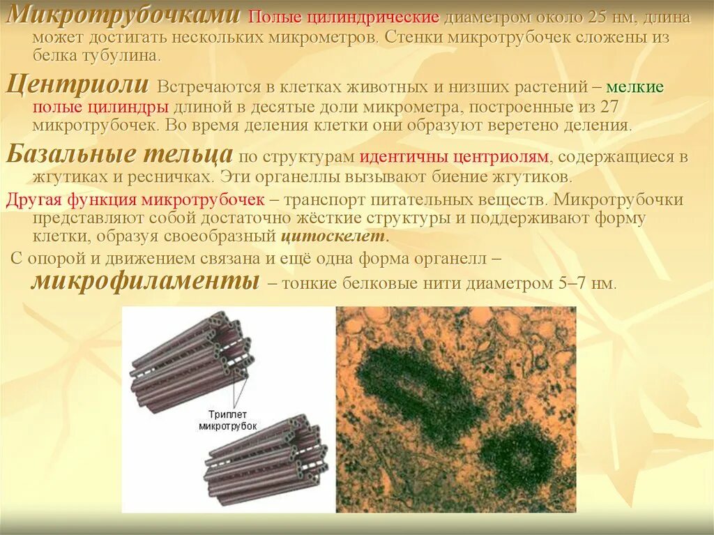 Клетка клеточный центр рисунок. Клетка рибосомы клеточный центр микротрубочки. Рибосомы и клеточный центр строение и функции. Рибосомы клеточный центр микротрубочки. Рибосомы и центриоли.