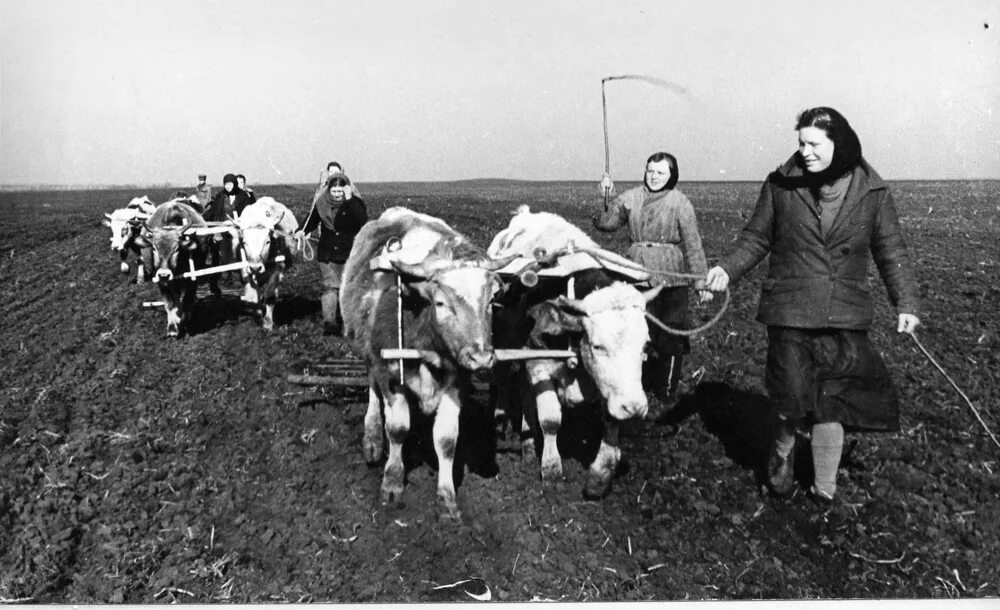 Колхозы 1946. Колхозы 1946. Колхоз алтайский край 1942. Колхоз 1946. Колхоз путь ленина хрустовая.