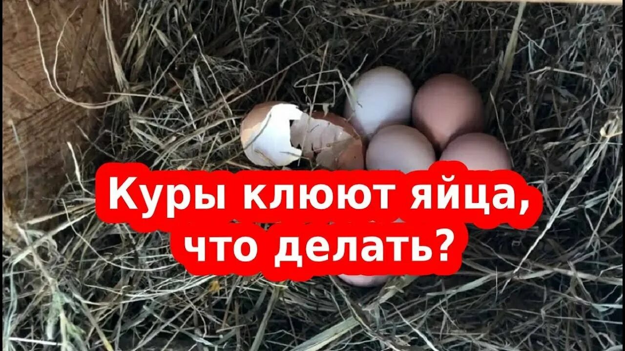 Как отучить кур клевать. Куры клюют яйца. Как отучить кур клевать яйца. Почему куры клюют свои яйца что делать. Отучаем кур клевать яйцо.