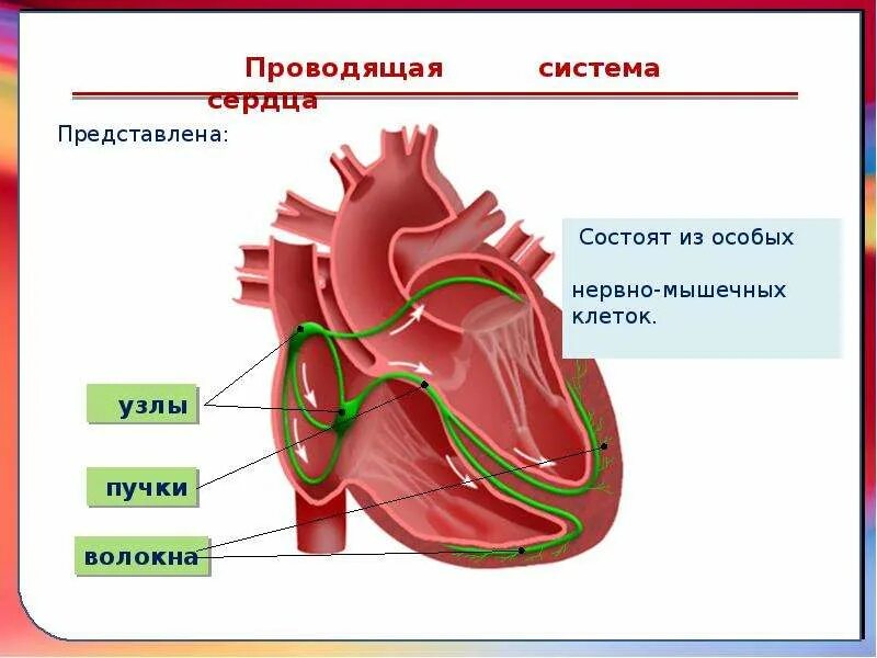 Из чего состоит система сердца. Проводящая система сердца. проводящая система сердца представлена. нервно мышечная система сердца. клапаны образованы складками.