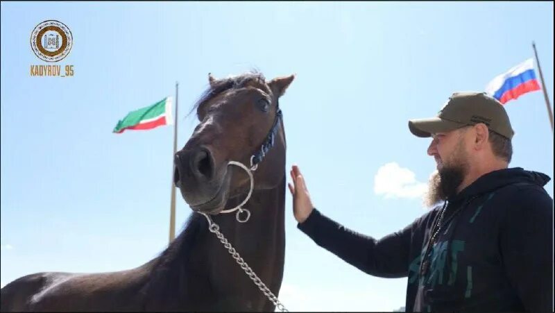 лошадь кадырова. лошадь кадырова. кадыров и конь. лошадь. конь кадырова.