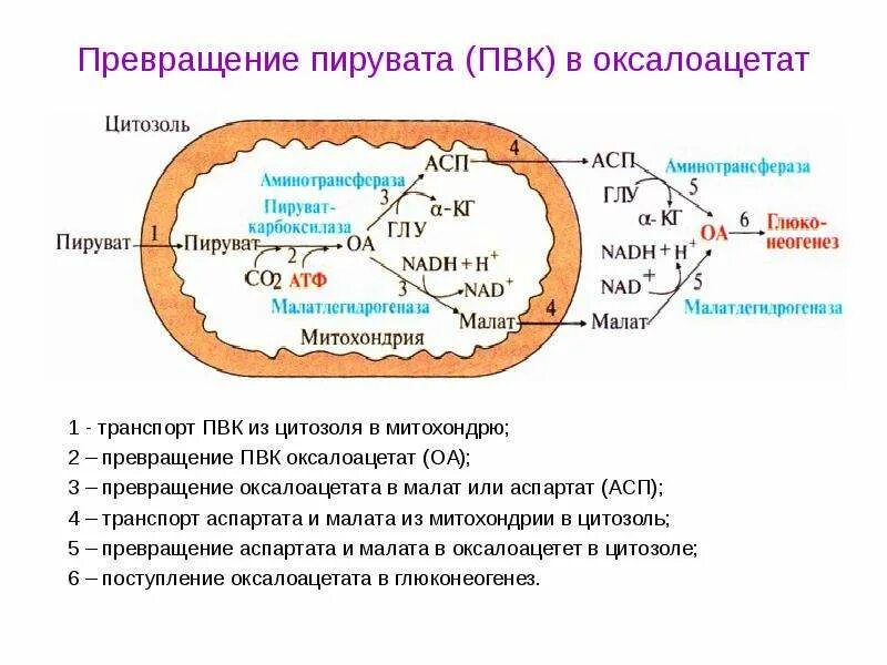 Превращение ПВК В оксалоацетат. Реакция образования оксалоацетата из пирувата. Превращение пирувата. Превращение пирувата оксалоацетата.