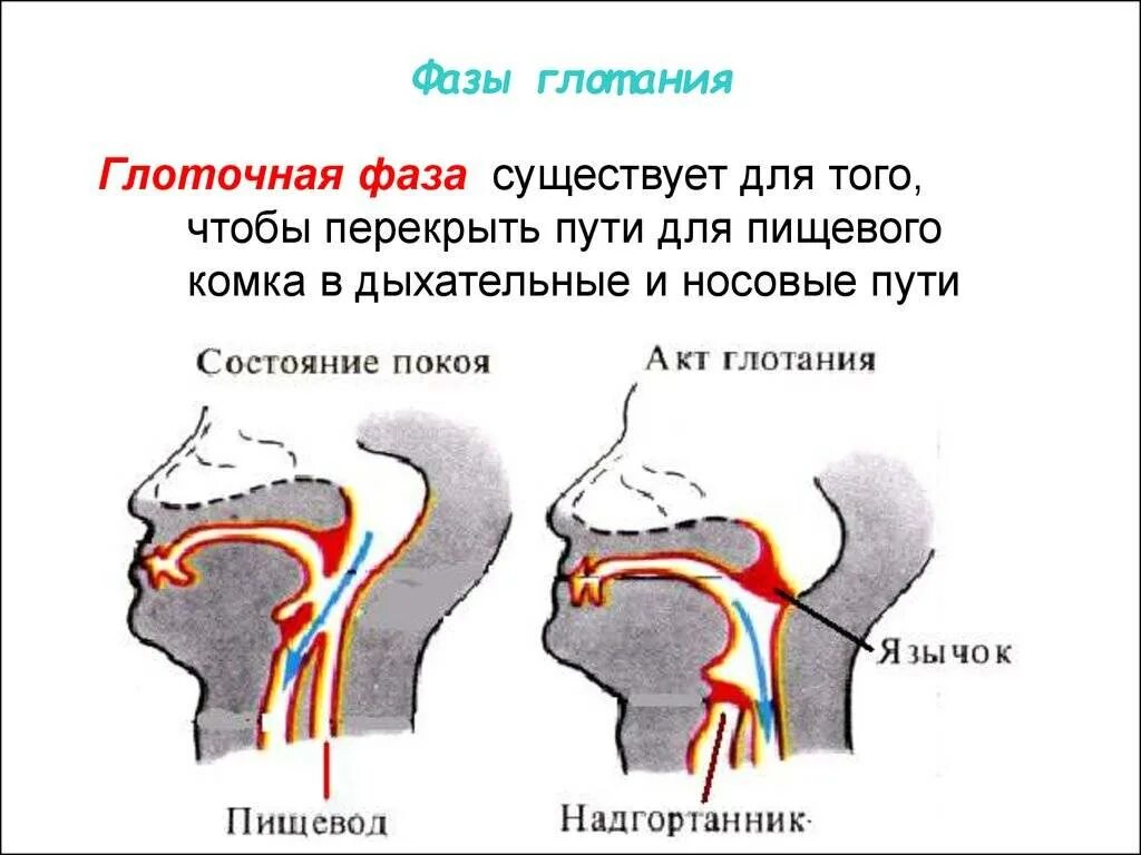 Этапы глотательного рефлекса. Путь пищи при глотании схема. Акт глотания. Глотание физиология. При глотании слюны в ухе