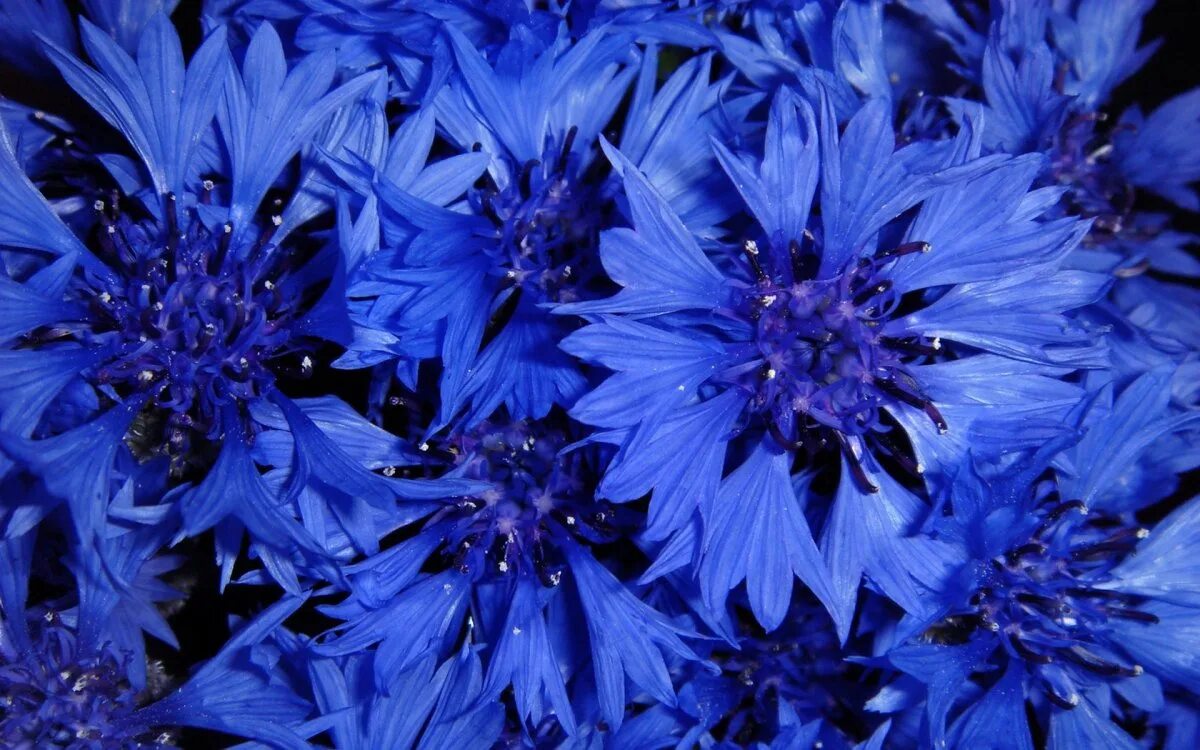 Василёк Блю бол. Синие цветы. Цветы синего цвета. Васильковый цвет.