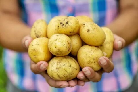 Ручной картофеле