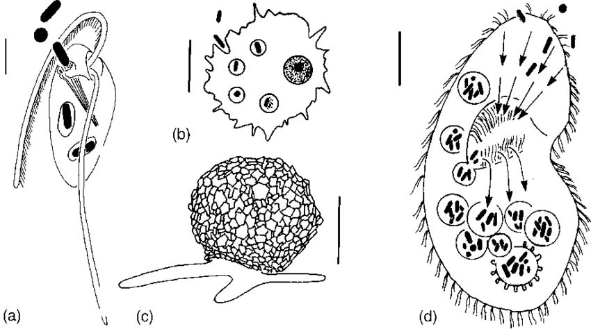 Acanthamoeba ЖЦ. Бодо простейшие строение. Бодо организм. Бодо рисунок. Харчи бодо бодо