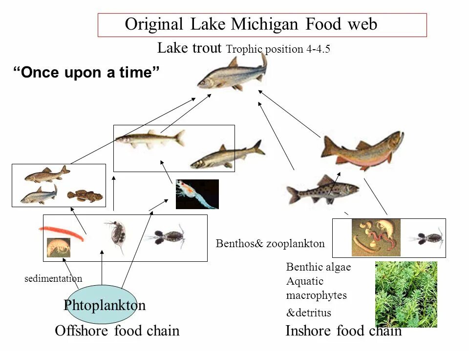 Зоопланктон трофический уровень. Detritus food Chain. Lake food Chain. Пищевая цепь черного моря. The food Chain Predators and Prey.