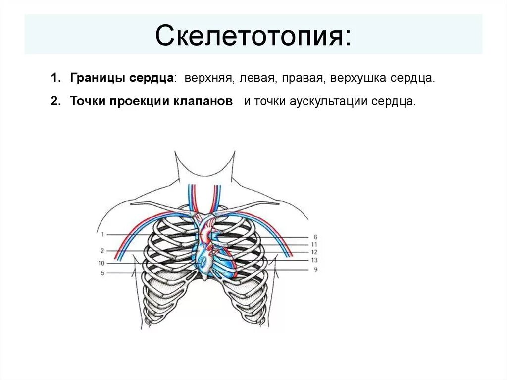 Топография сердца синтопия и скелетотопия. Схема верхних и нижних границ легких скелетотопия. Топография печени скелетотопия. Скелетотопия печени схема. Клапаны сердца на грудной клетке