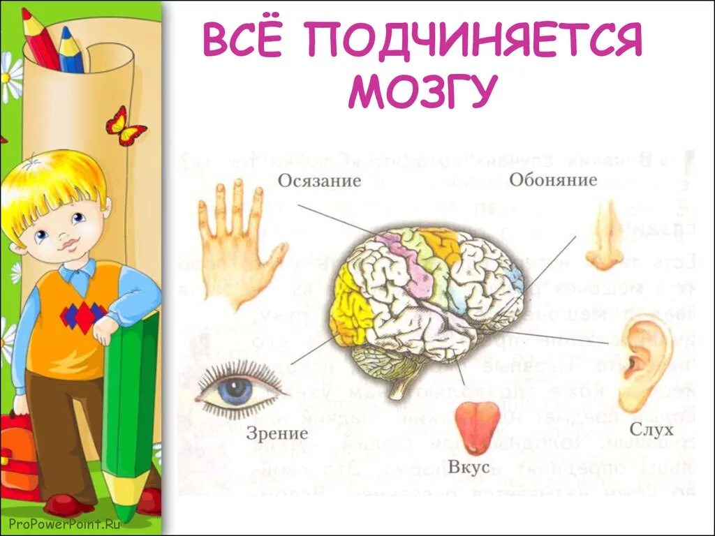 Органы чувств. Органы чувств человека для детей. Органы чувств задания для дошкольников. Осязание обоняние зрение слух вкус.