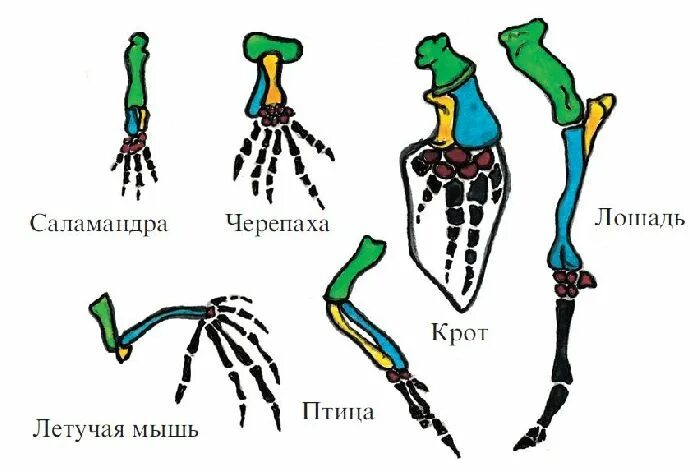 Передние конечности крота и ласты кита. Гомология конечностей позвоночных. Гомология конечностей млекопитающих. Гомология передних конечностей животных. Дивергенция конечностей у позвоночных.