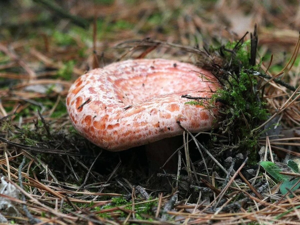 Рыжик картинка. Рыжик Сосновый/Боровой (Lactarius deliciosus);. Грибы Рыжик Сосновый Боровой. Млечник Рыжик гриб. Гриб Рыжик Боровой.