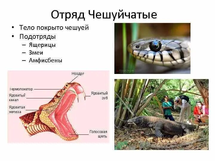 Змеи ящерицы отряд. Отряд чешуйчатые подотряд змеи. Отряд чешуйчатые общая характеристика. Общая характеристика змей. Чешуйчатые строение тела.