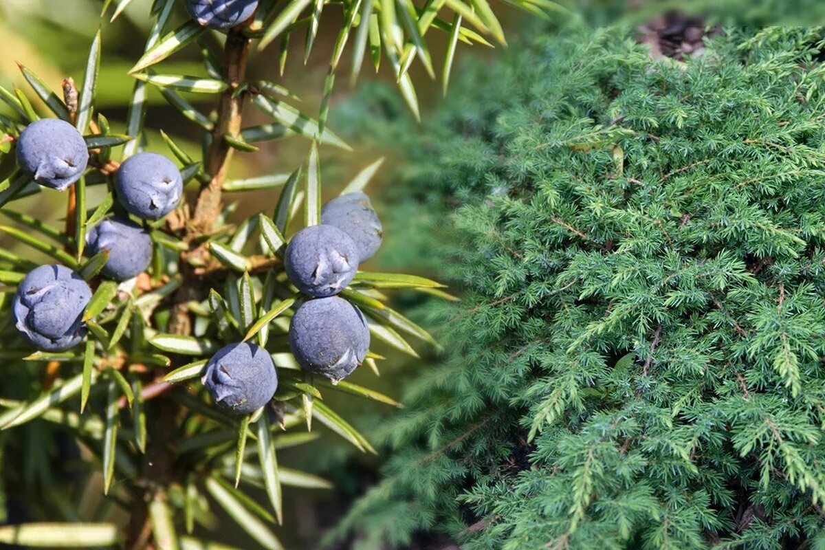Где используется можжевельник. Juniperus communis l.. можжевельник обыкновенный мегастробилы. можжевельник японика. можжевельник финикийский.