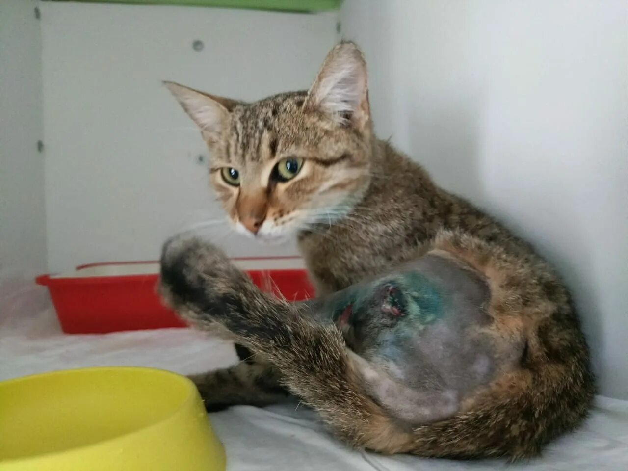 Кот со сломанной лапой. Кот со сломанной лапой