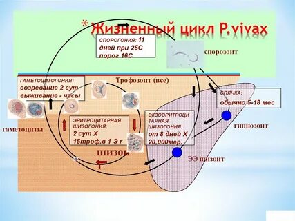 Цикл малярии